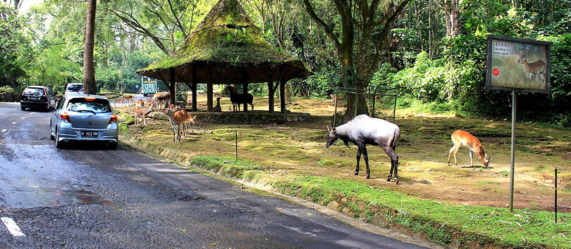 Taman Safari