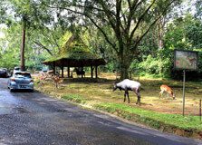 Taman Safari in Bogor