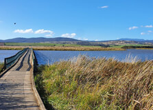 Tamar Island Wetlands in Launceston