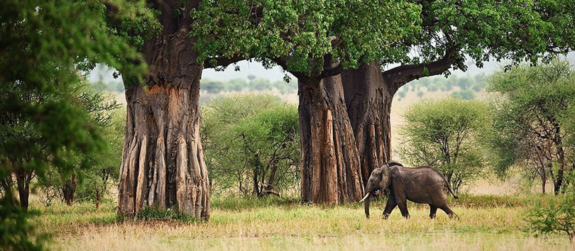 Tarangire National Park