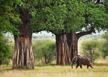 Tarangire National Park in Moshi