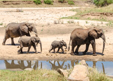 Tarangire National Park in Arusha