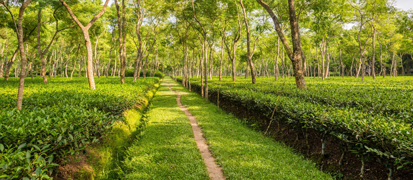 Tea Garden of Srimangal