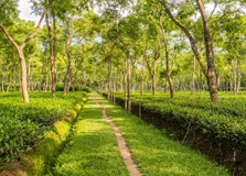 Tea Garden of Srimangal in Srimangal
