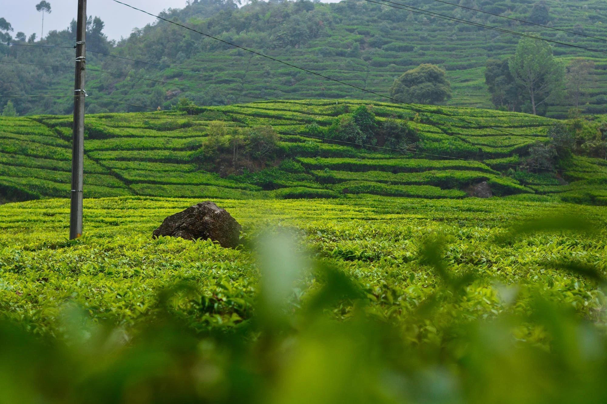 Tea Garden of Sylhet in Sylhet