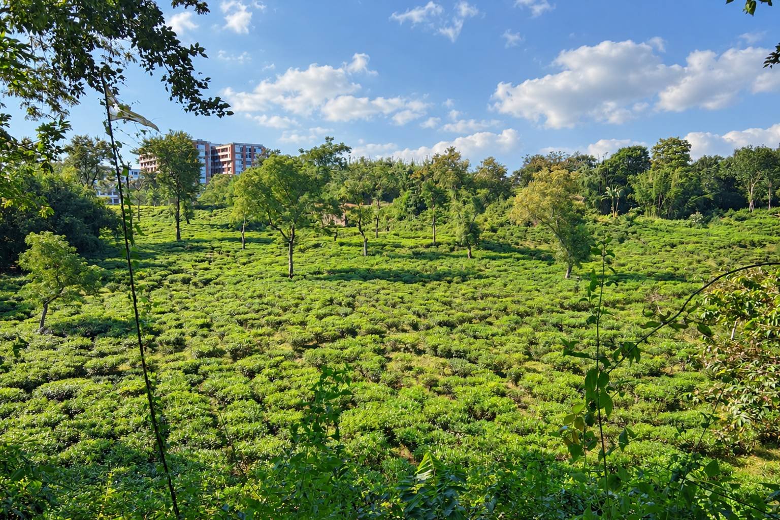 Tea Garden of Sylhet
