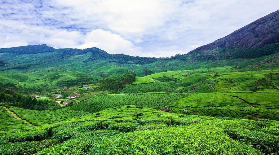 Tea Gardens in Munnar