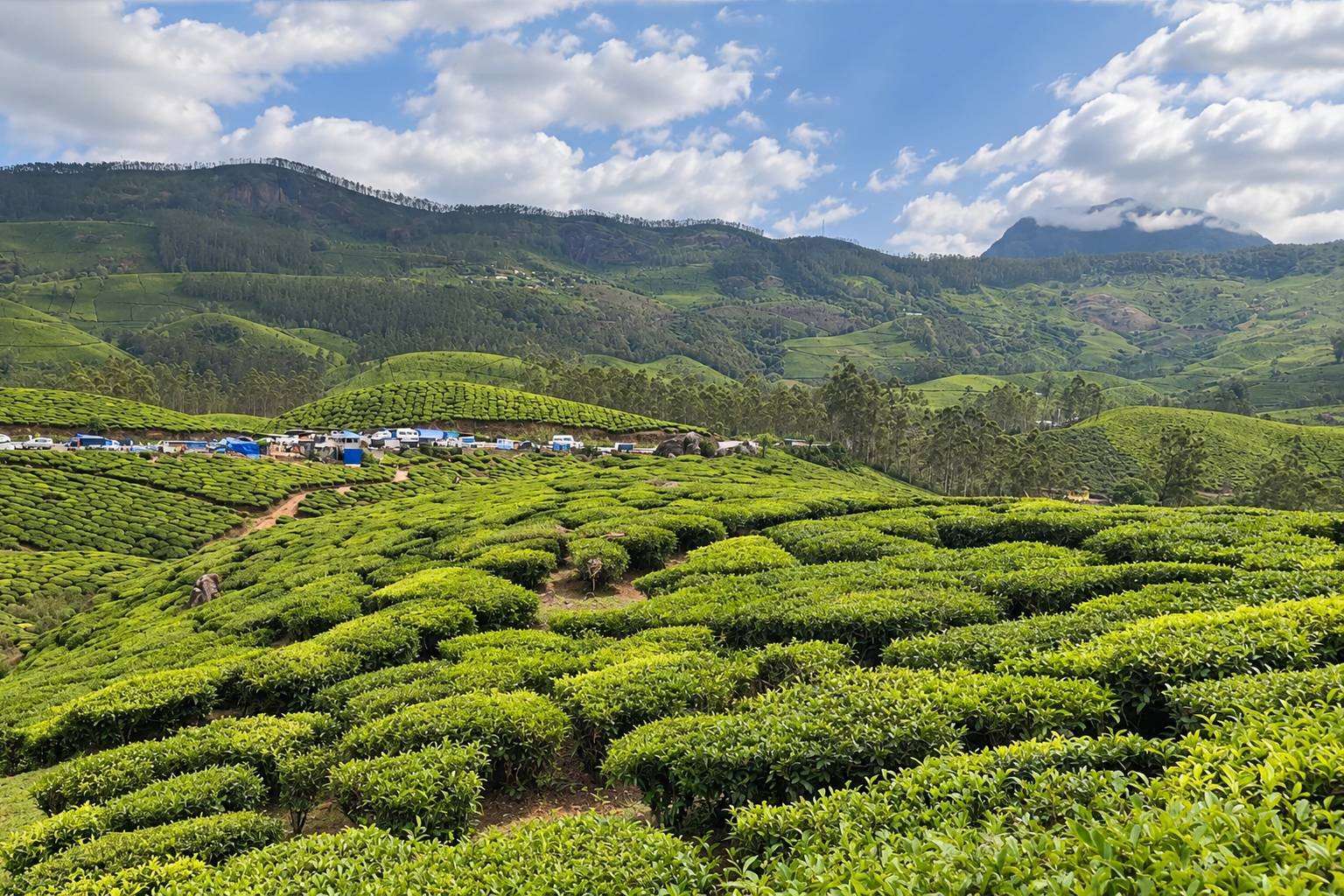 Tea Gardens