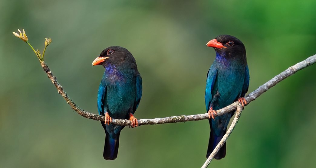 Thattekad Bird Sanctuary in Kochi