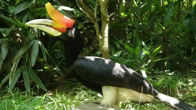 Thattekad Bird Sanctuary