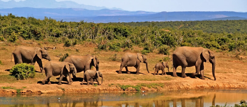 The Marsabit Forest