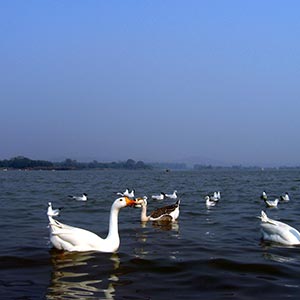 The Sukhna Lake