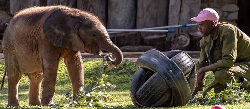 The Wild Is Life Sanctuary