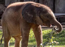 The Wild Is Life Sanctuary in Harare