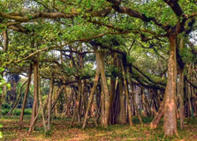 Thimmamma Marrimanu in Anantapur