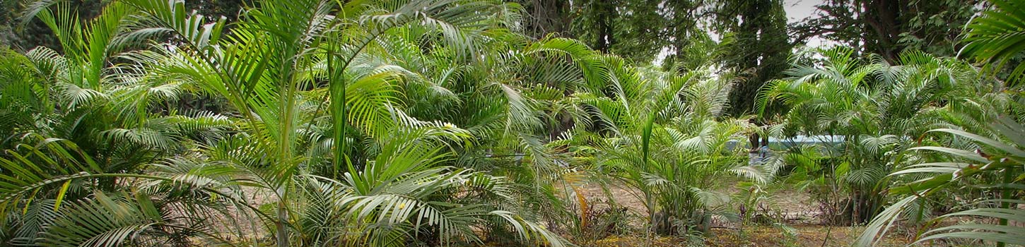 TNAU Botanical Garden