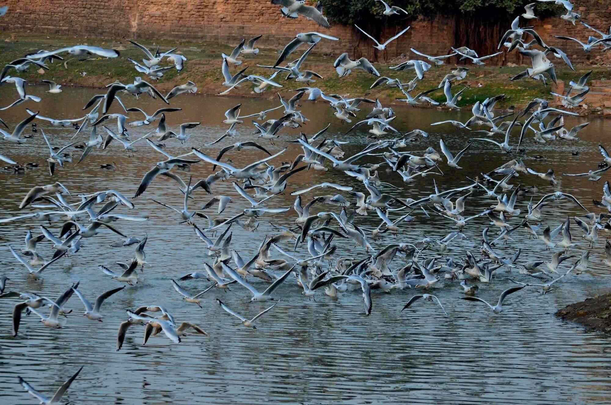 Topansar Lake in Mandvi