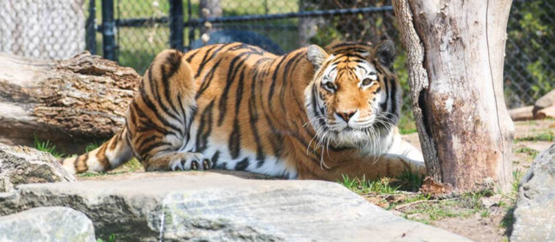 Toronto Zoo