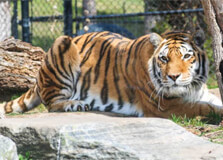 Toronto Zoo in Toronto