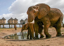Tsavo National Parks in Nairobi