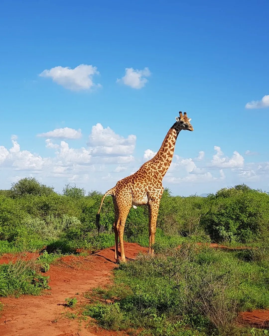 Tsavo West National Park