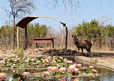 The Tshabalala Game Sanctuary in Bulawayo
