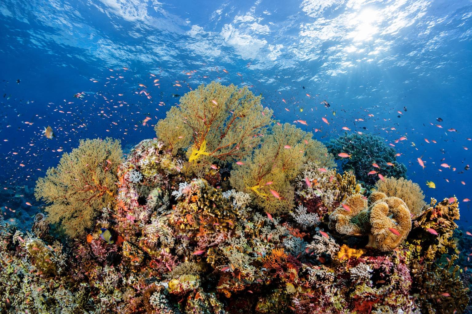 Tubbataha Reefs Natural Park