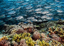 Tubbataha Reefs Natural Park in Puerto Princesa