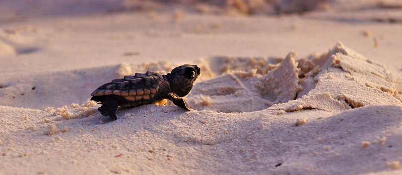 Turtle Islands Park