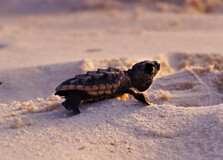 Turtle Islands Park in Sabah
