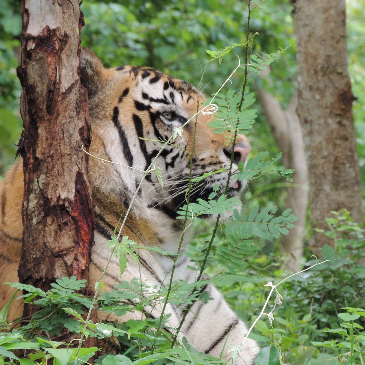Tyavarekoppa Lion and Tiger Safari in Shimoga