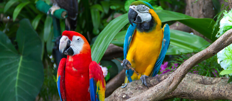 Umgeni River Bird Park