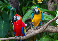 Umgeni River Bird Park in Durban
