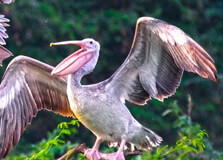 Uppalapadu Nature Conservation in Guntur