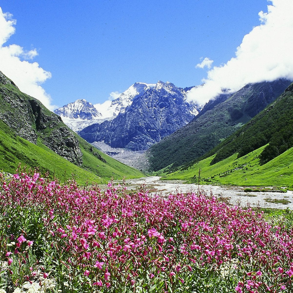 Valley of Flowers National Park