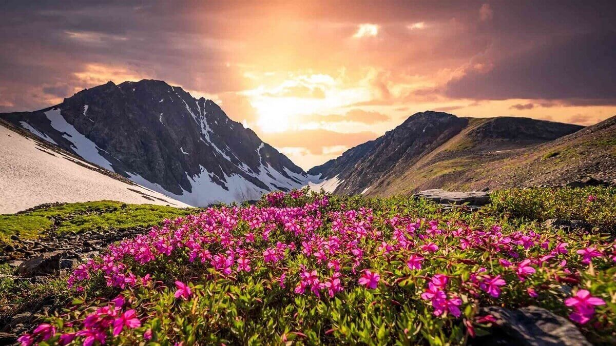 Valley of Flowers National Park