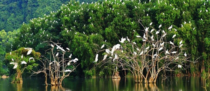 Vam Ho Bird Sanctuary