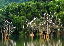 Vam Ho Bird Sanctuary in Ben Tre