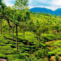 Vandiperiyar in Idukki