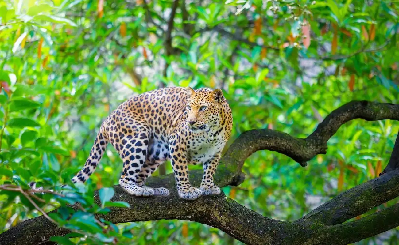 Vansda National Park in Saputara