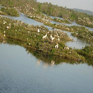 Vedanthangal Bird Sanctuary