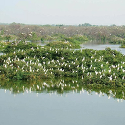Vedanthangal Bird Sanctuary 2 in Kanchipuram