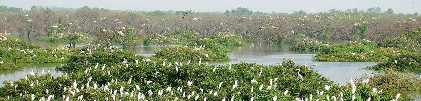 Vedanthangal Bird Sanctuary 2 Kanchipuram India Best Time To Visit 