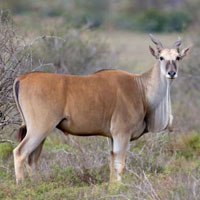 Vryheid Hill Nature Reserve in Kwazulu Natal