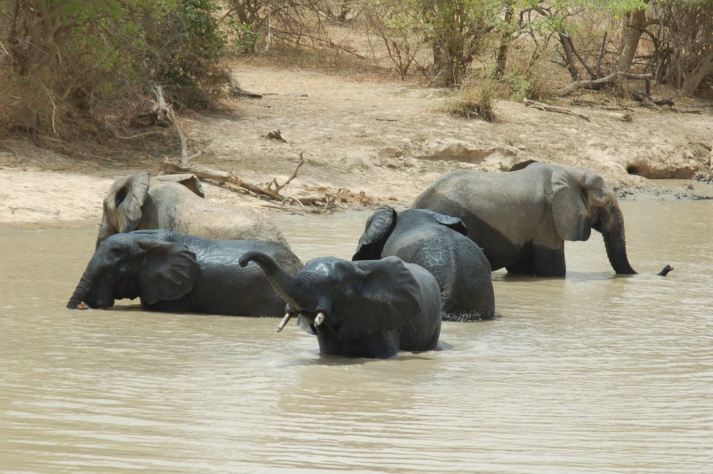 W National Park in Niamey