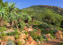 Walter Sisulu National Botanical Garden in Krugersdorp