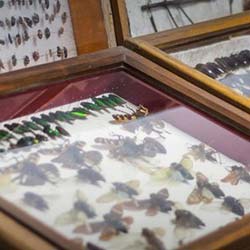 Wankhar Entomology Museum in Shillong