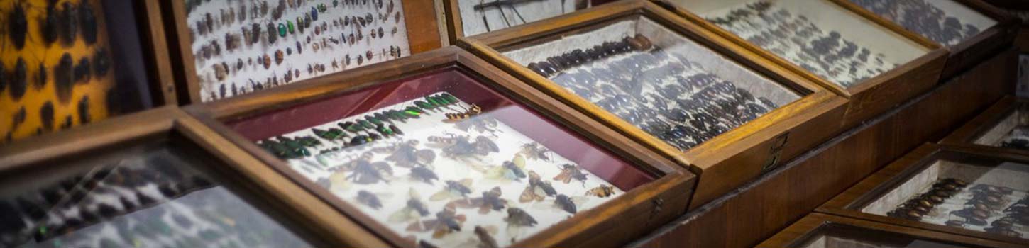 Wankhar Entomology Museum