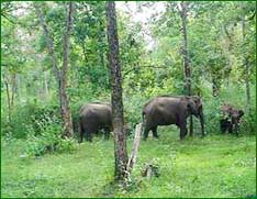 Wayanad Wildlife Sanctuary,Wayanad National Park,W