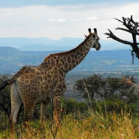 Weenen Nature Reserve in Kwazulu Natal